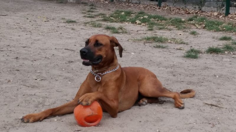 Игрушка для собак Интерактивный Мяч в мяче с пищалкой KONG Jumbler Ball Игрушка для собак Интерактивный Мяч в мяче с пищалкой KONG Jumbler Ball