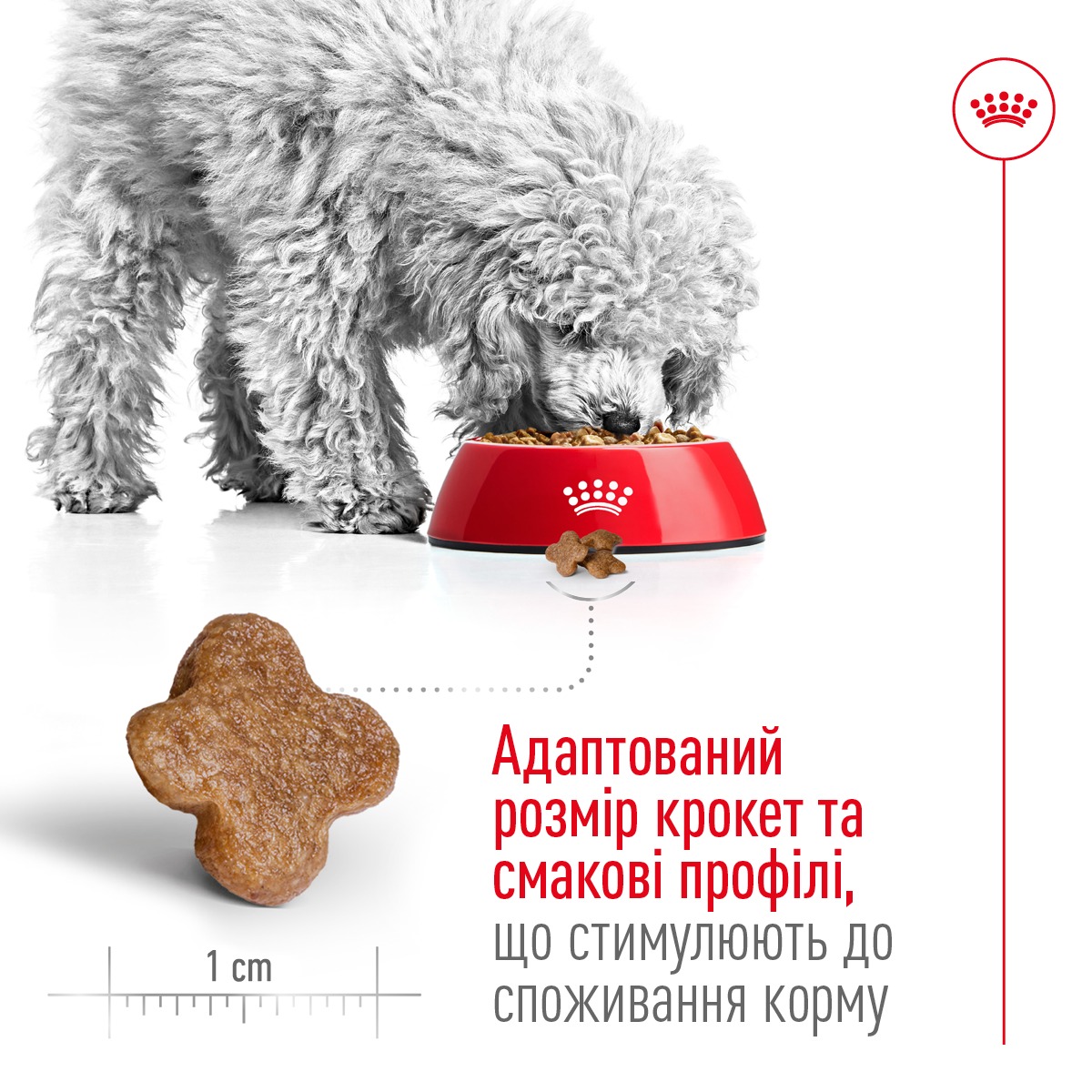 Сухий корм для літніх собак маленьких порід віком від 8 років Royal Canin Mini Adult 8+