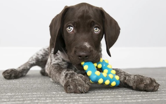 Игрушка для собак Квадрат для очищения зубов и дёсен KONG Dotz Square