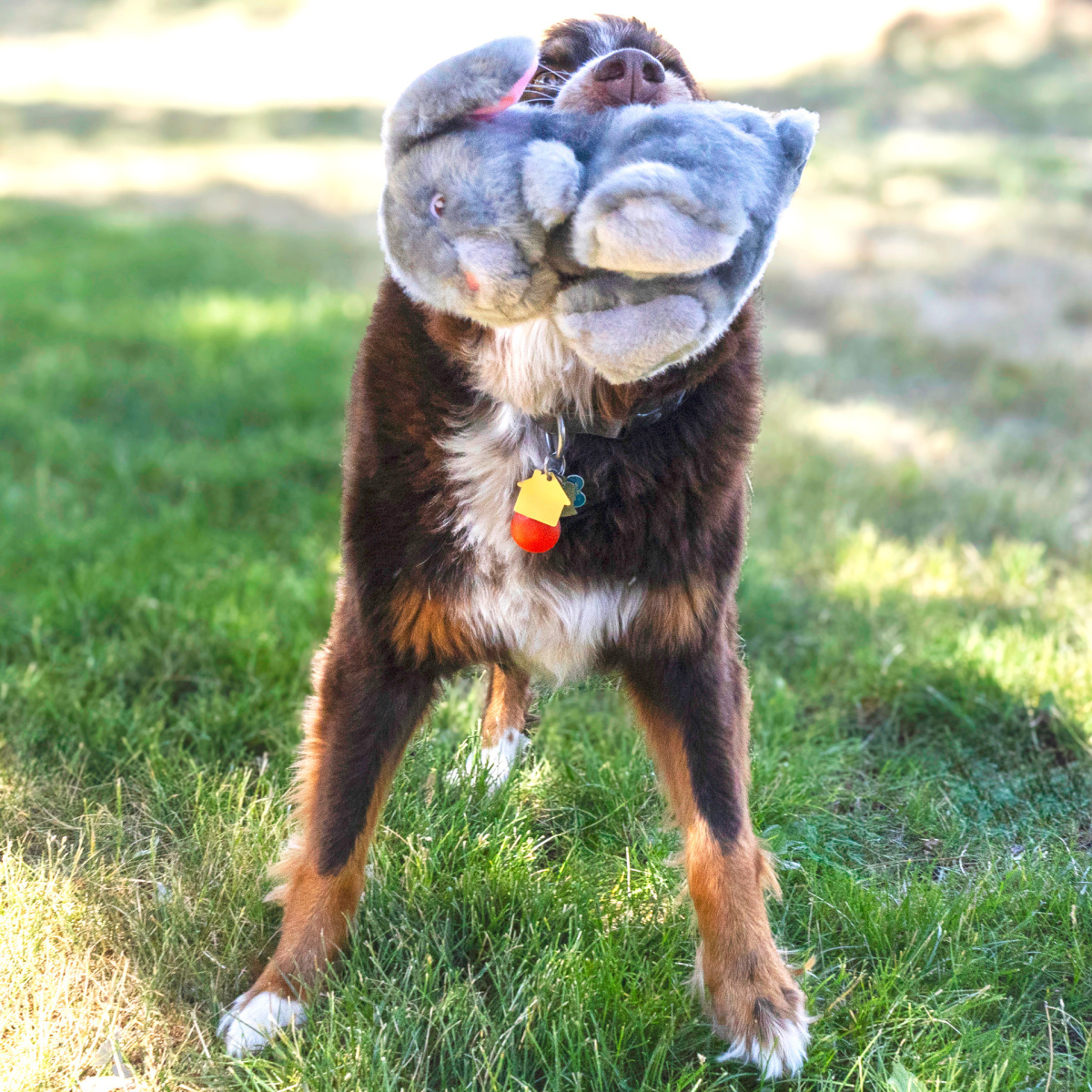 М'яка іграшка для собак Зайчик з подвійною пищалкою KONG Toughz Bunny