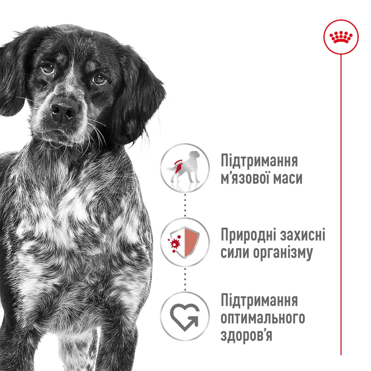 Сухой корм для собак средних пород в возрасте от 12 месяцев до 7 лет Royal Canin Medium Adult