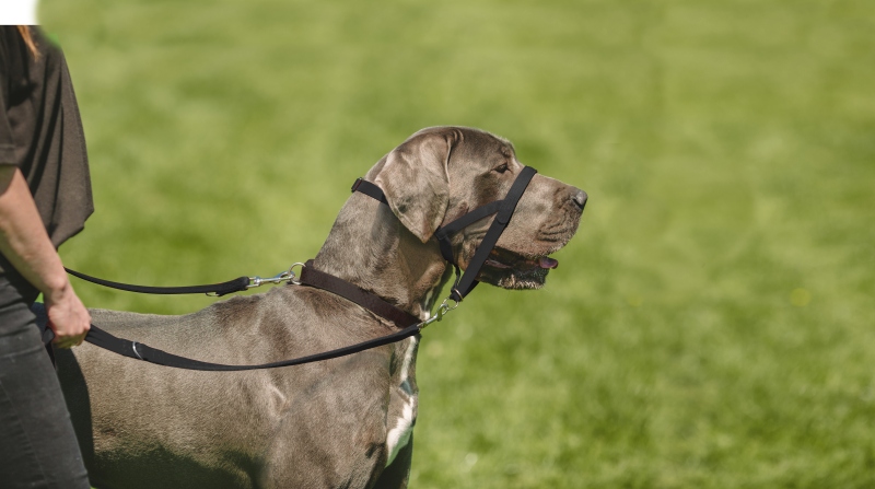 Дрессировочный нейлоновый намордник-недоуздок для собак Halti Headcollar