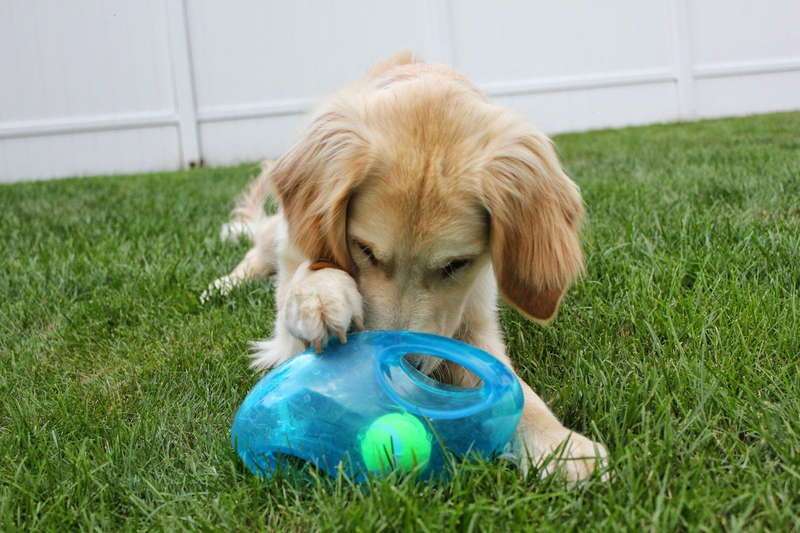 Игрушка для собак Интерактивный Мяч Фрисби с пищалкой KONG Jumbler Football