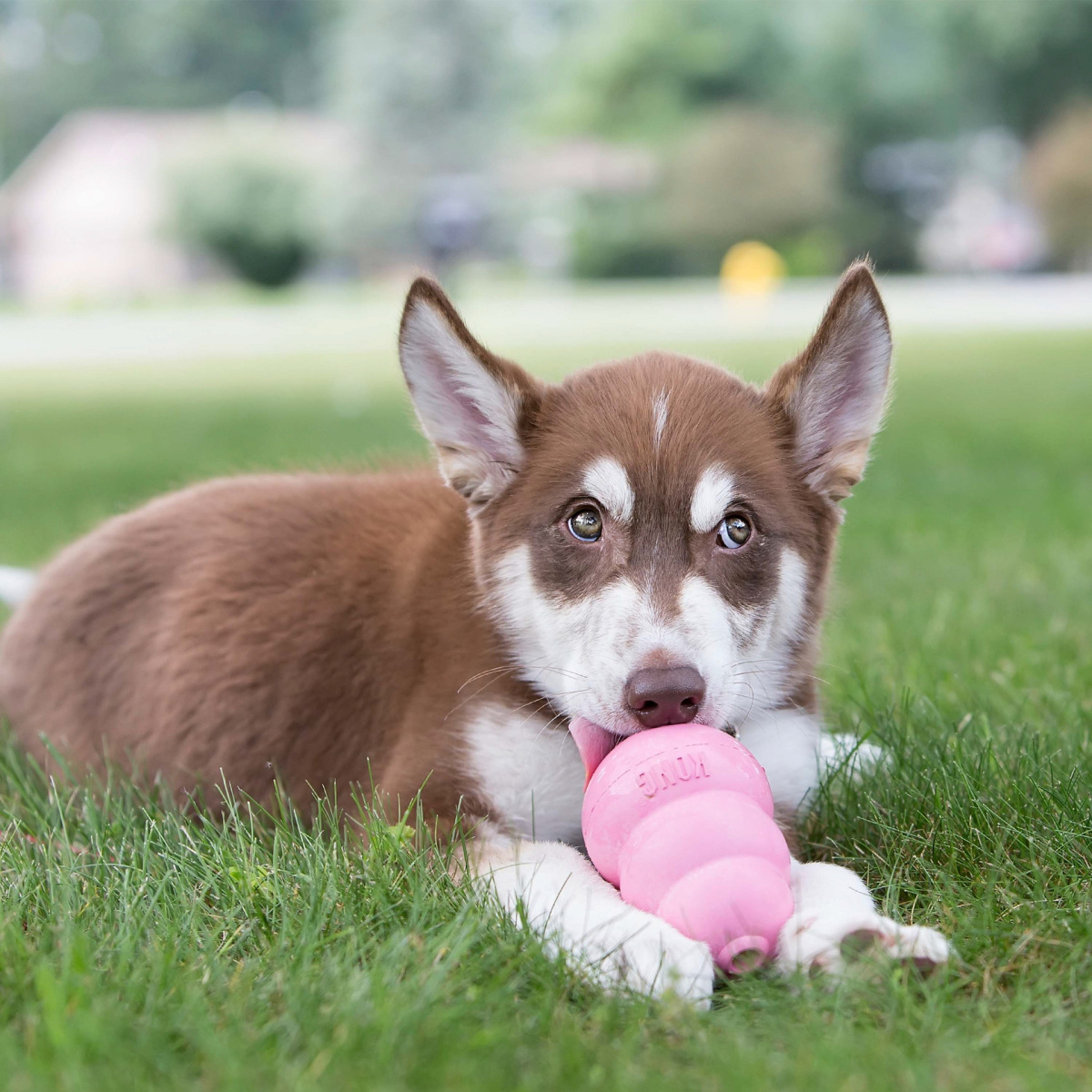 KONG Puppy Pink Розвиваюча іграшка для цуценят Рожевий КОНГ для ласощів