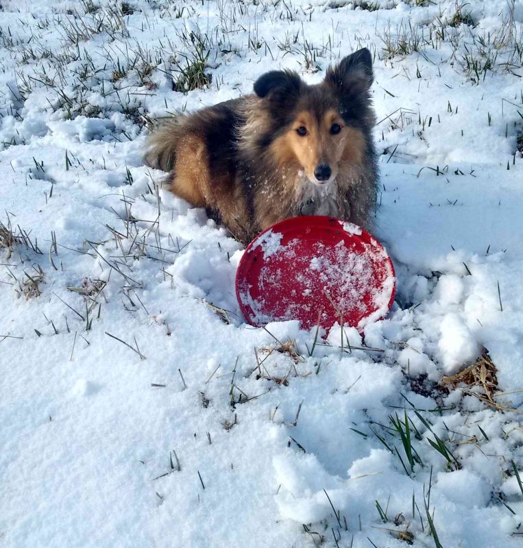 Игрушка для собак Конг Летающий диск Фрисби KONG Flyer