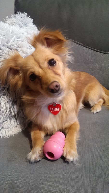 Іграшка для цуценят Конг Розвиваючий для ласощів KONG Puppy Ball Іграшка для цуценят Конг Розвиваючий для ласощів KONG Puppy Ball