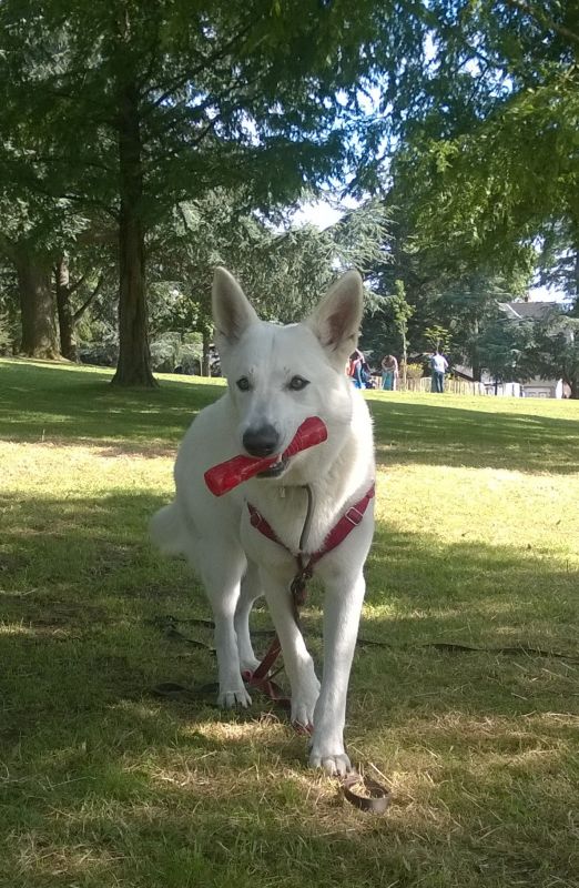 Іграшка для собак Жувальна Паличка із піщалкою KONG Squeezz Stick Dog Іграшка для собак Жувальна Паличка із піщалкою KONG Squeezz Stick Dog