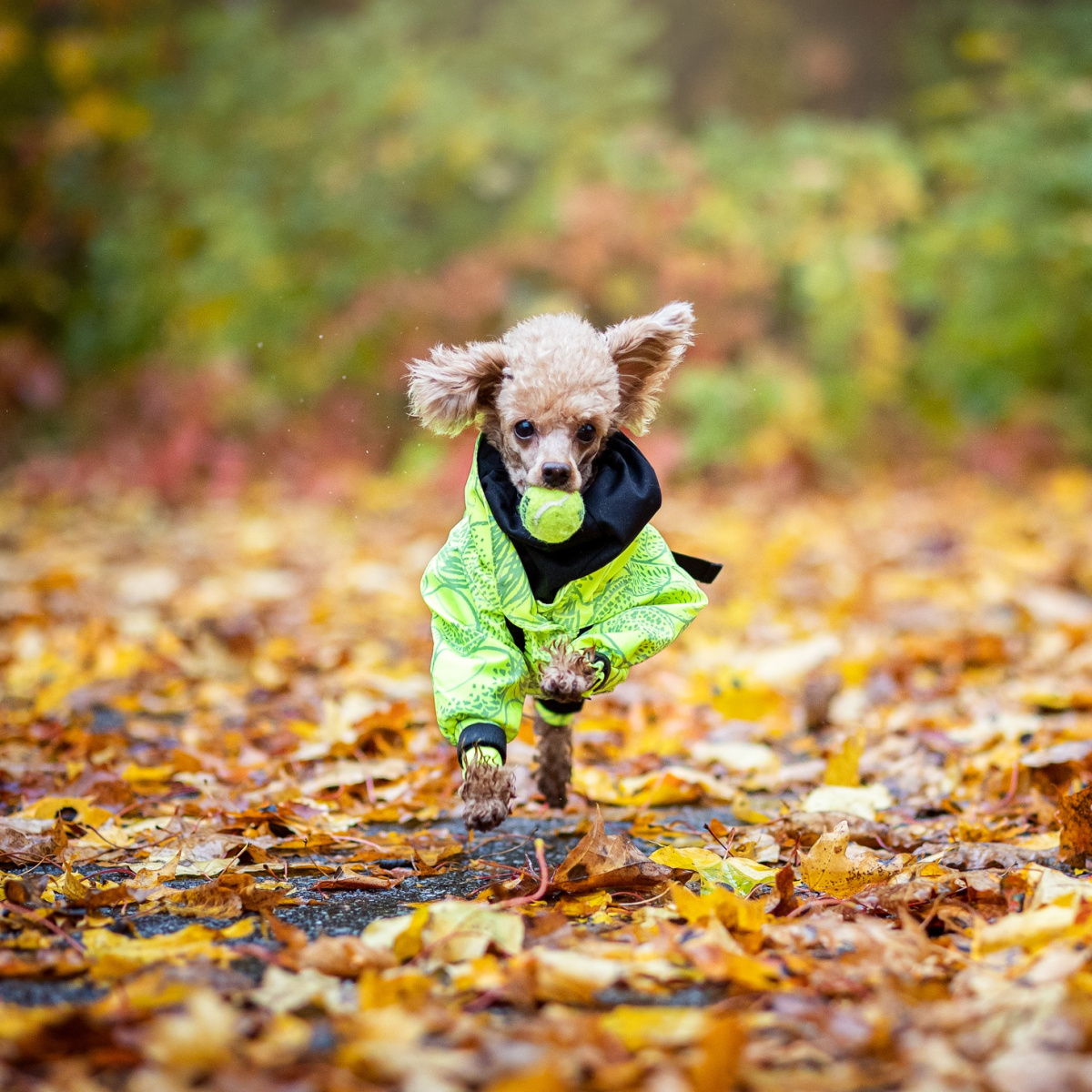 Водонепроникний костюм зі світловідбиваючим візерунком для собак PAIKKA Rain Suit