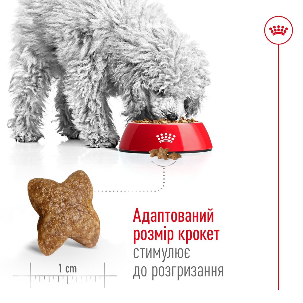 Сухой корм для собак маленьких пород в возрасте от 10 месяцев до 8 лет Royal Canin Mini Adult Сухой корм для собак маленьких пород в возрасте от 10 месяцев до 8 лет Royal Canin Mini Adult