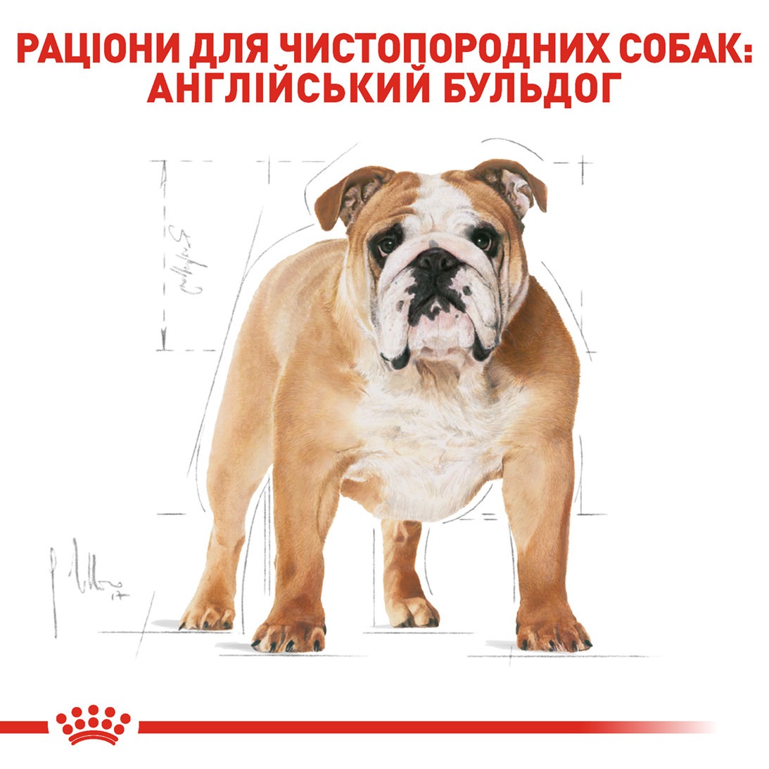 Сухий корм для собак породи Англійський Бульдог віком від 12 місяців Royal Canin Bulldog Adult