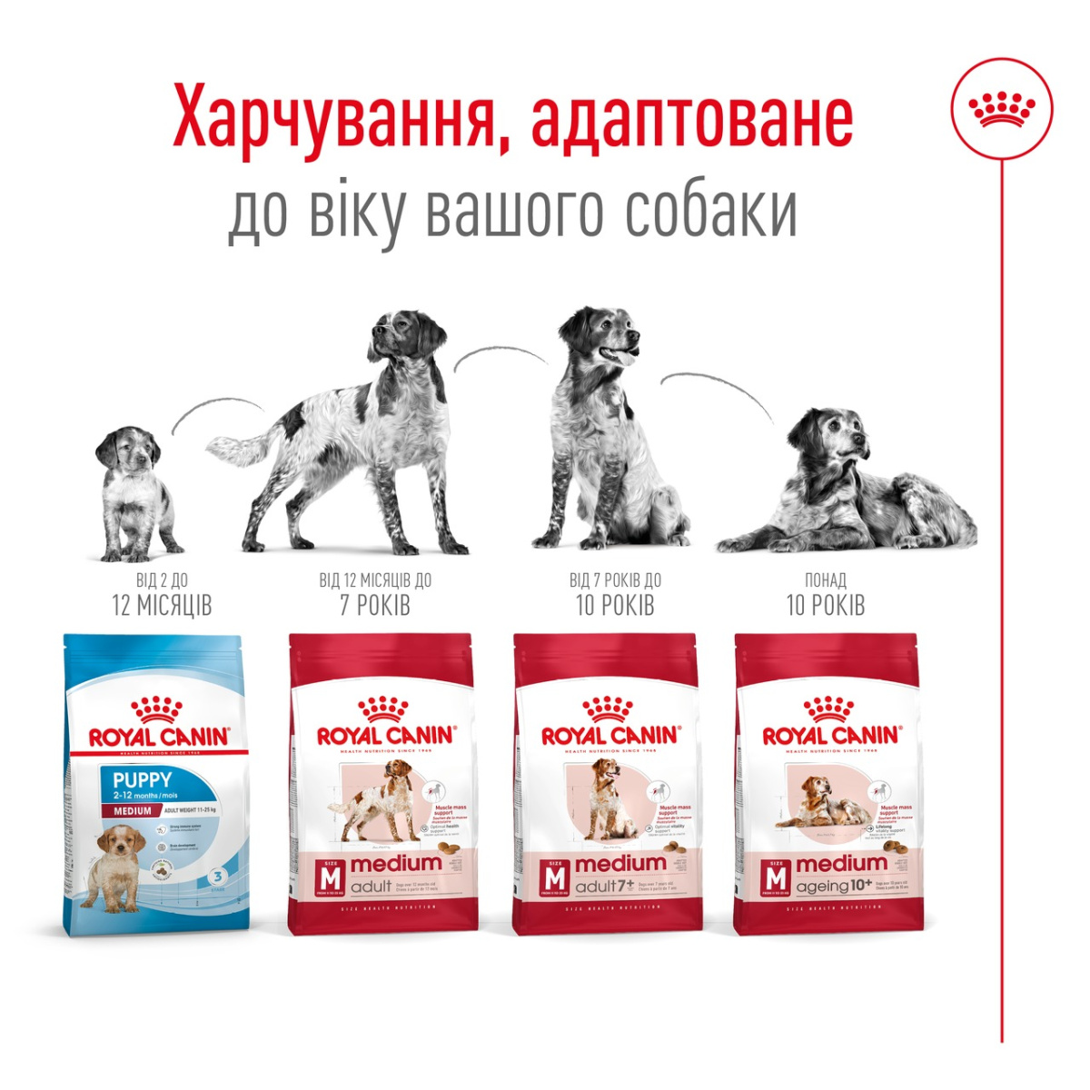 Сухой корм для собак средних пород в возрасте от 12 месяцев до 7 лет Royal Canin Medium Adult