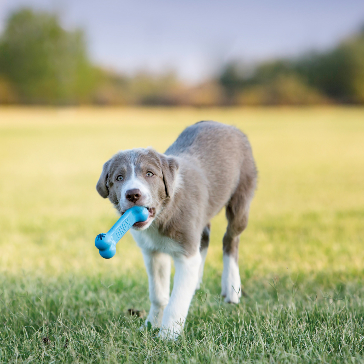 KONG Puppy Goodie Bone Blue Жевательная игрушка для щенков Голубая Косточка для лакомств