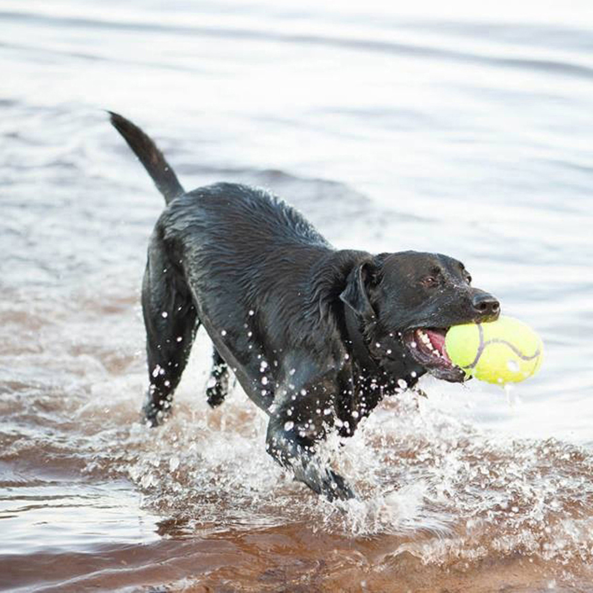 KONG AirDog Squeaker Football Іграшка для собак з чутливими зубами М'яч Регбі