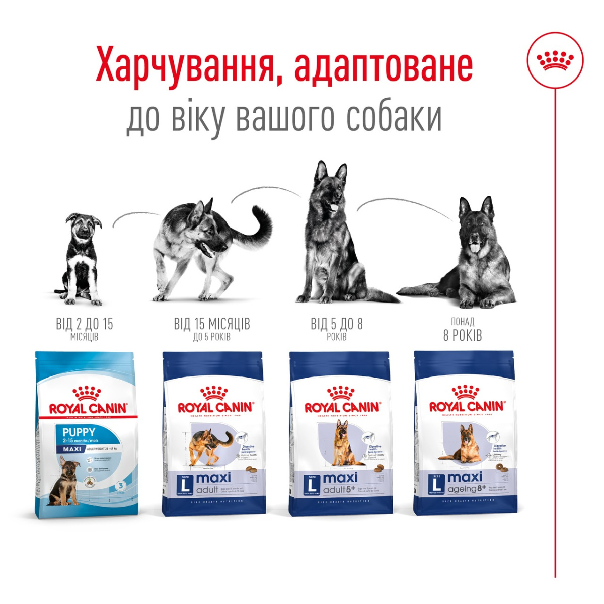 Сухой корм для собак крупных пород в возрасте от 15 месяцев до 5 лет Royal Canin Maxi Adult