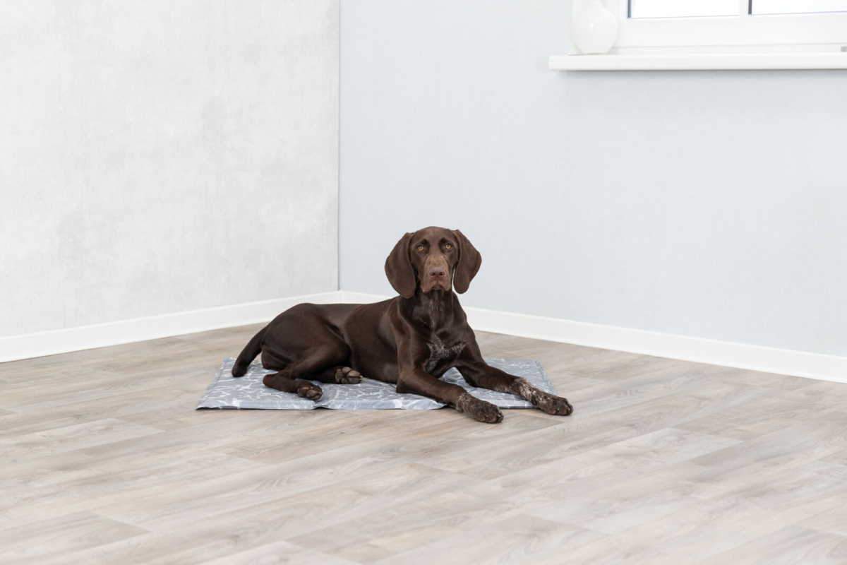 Гелевий охолоджуючий килимок для собак Soft Cooling Mat Trixie Гелевий охолоджуючий килимок для собак Soft Cooling Mat Trixie