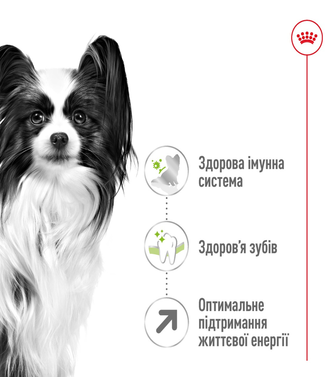 Сухой корм для пожилых собак миниатюрных пород в возрасте от 8 лет Royal Canin X-Small Adult 8+