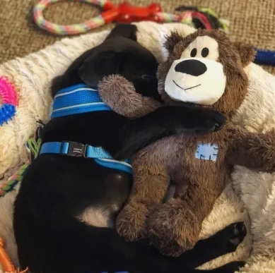 Игрушка для собак Трескучий Медвежонок KONG Wild Knots Bear