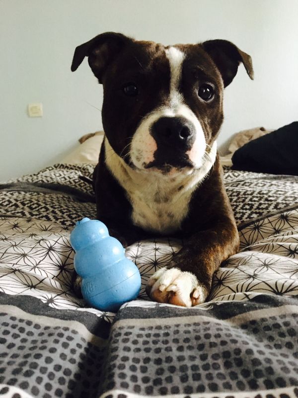 Игрушка для щенков Конг Развивающий для лакомств KONG Puppy Ball