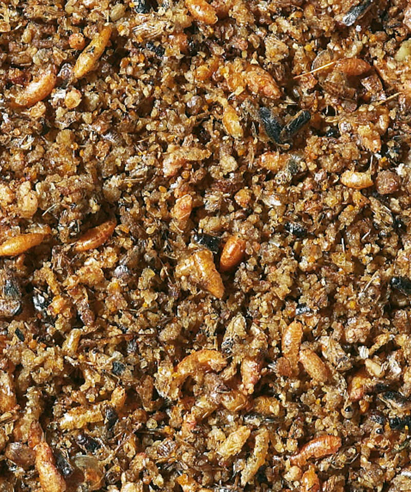 Корм із білком (інсекти) для всіх комахоїдних птахів Versele-Laga Orlux Insect Patee
