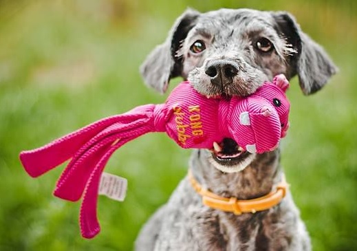 Игрушка для щенков Интерактивные Зверьки Вубба KONG Wubba Ballistic Friend