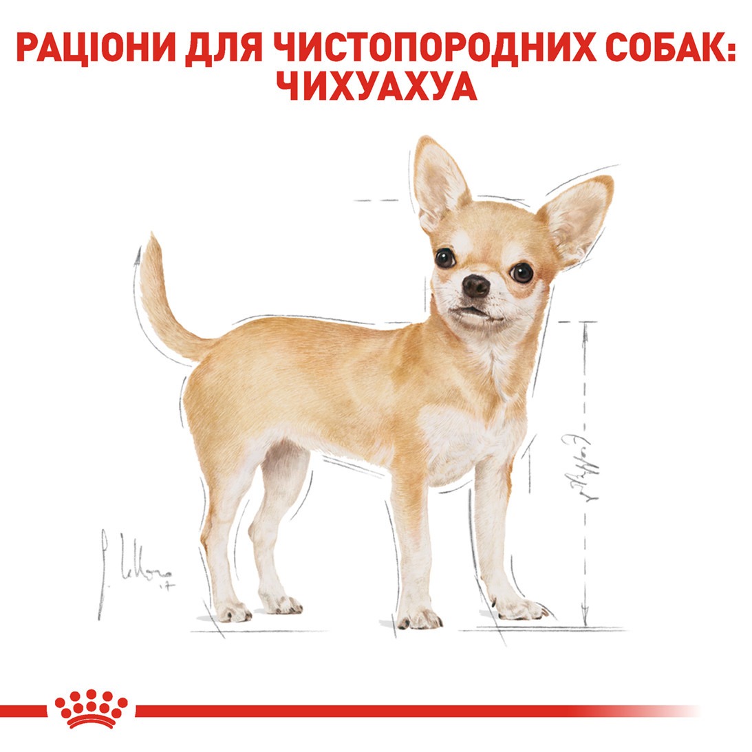 Сухой корм для собак породы Чихуахуа старше 8 месяцев Royal Canin Chihuahua Adult
