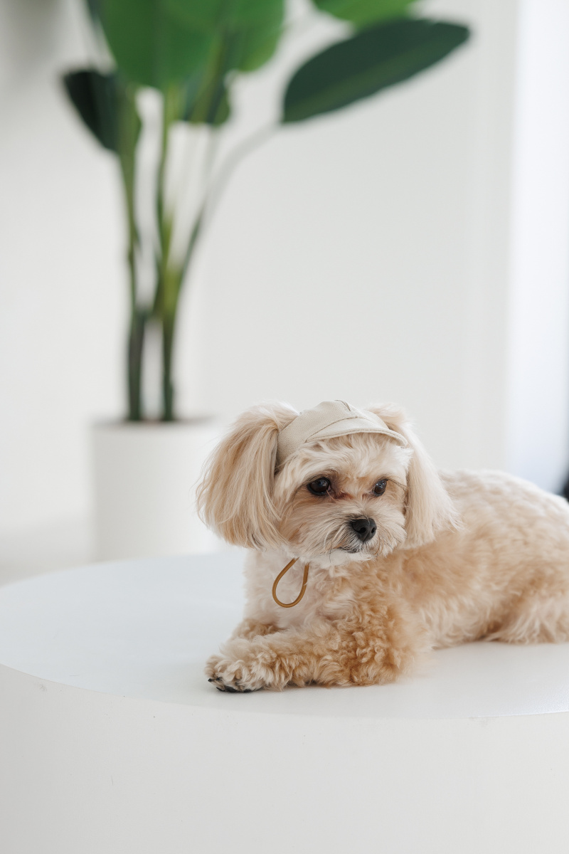 Кепка для собак Гламур Pet Fashion Dog Cap Glamor