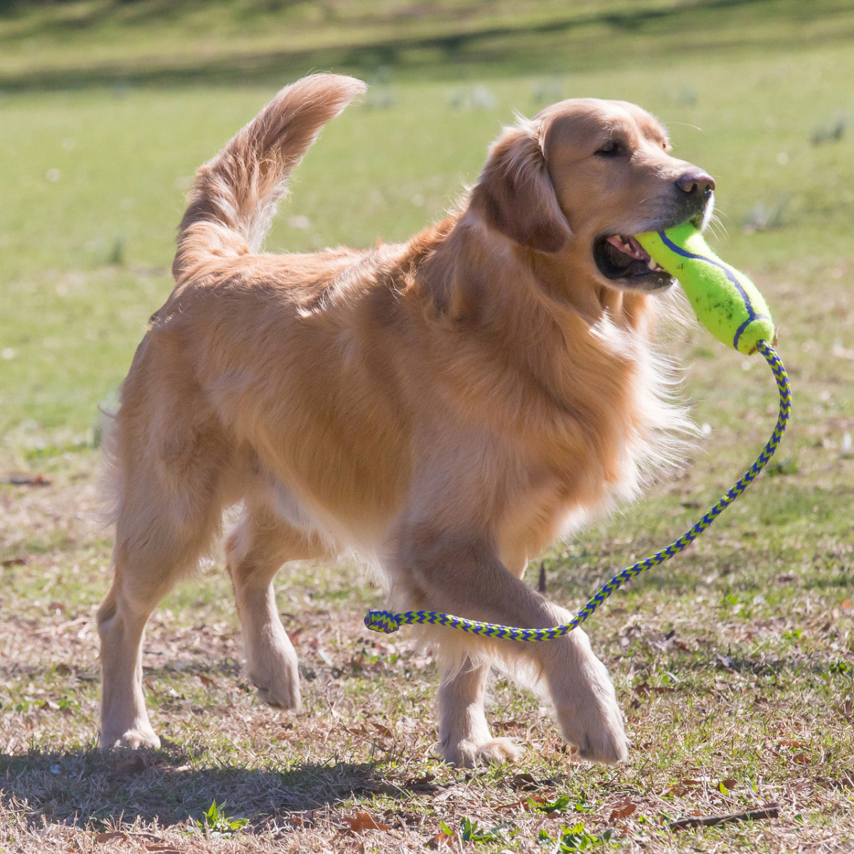 Игрушка для собак Плавающая Палочка Бережный уход за зубами KONG AirDog Fetch Stick with Rope