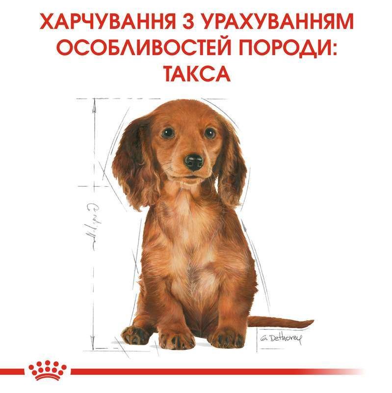 Сухий корм для цуценят породи Такса до 10 місяців Royal Canin Dachshund Puppy