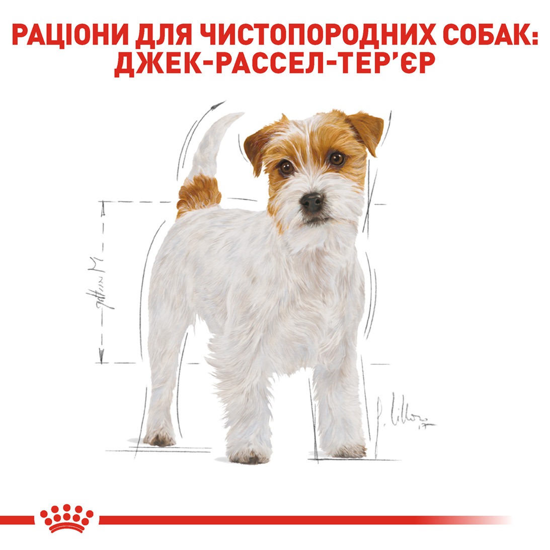 Сухий корм для собак породи Джек Рассел Тер'єр від 10 місяців Royal Canin Jack Russell Terrier Adult