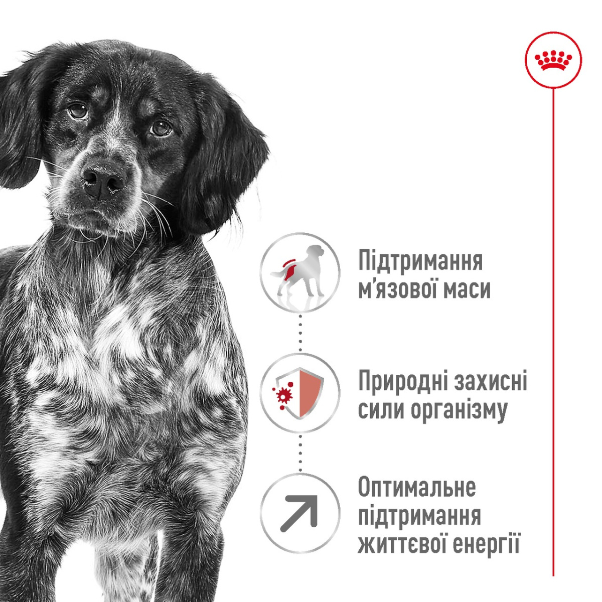 Сухий корм для літніх собак середніх порід віком від 7 років Royal Canin Medium Adult 7+