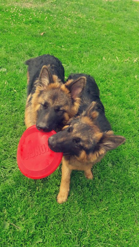 Игрушка для собак Конг Летающий диск Фрисби KONG Flyer