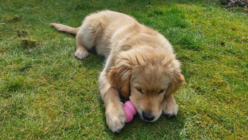 Іграшка для цуценят Конг Розвиваючий для ласощів KONG Puppy Ball Іграшка для цуценят Конг Розвиваючий для ласощів KONG Puppy Ball