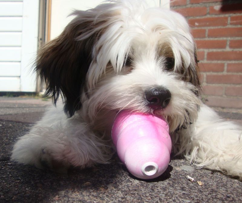 Іграшка для цуценят Конг Розвиваючий для ласощів KONG Puppy Ball Іграшка для цуценят Конг Розвиваючий для ласощів KONG Puppy Ball