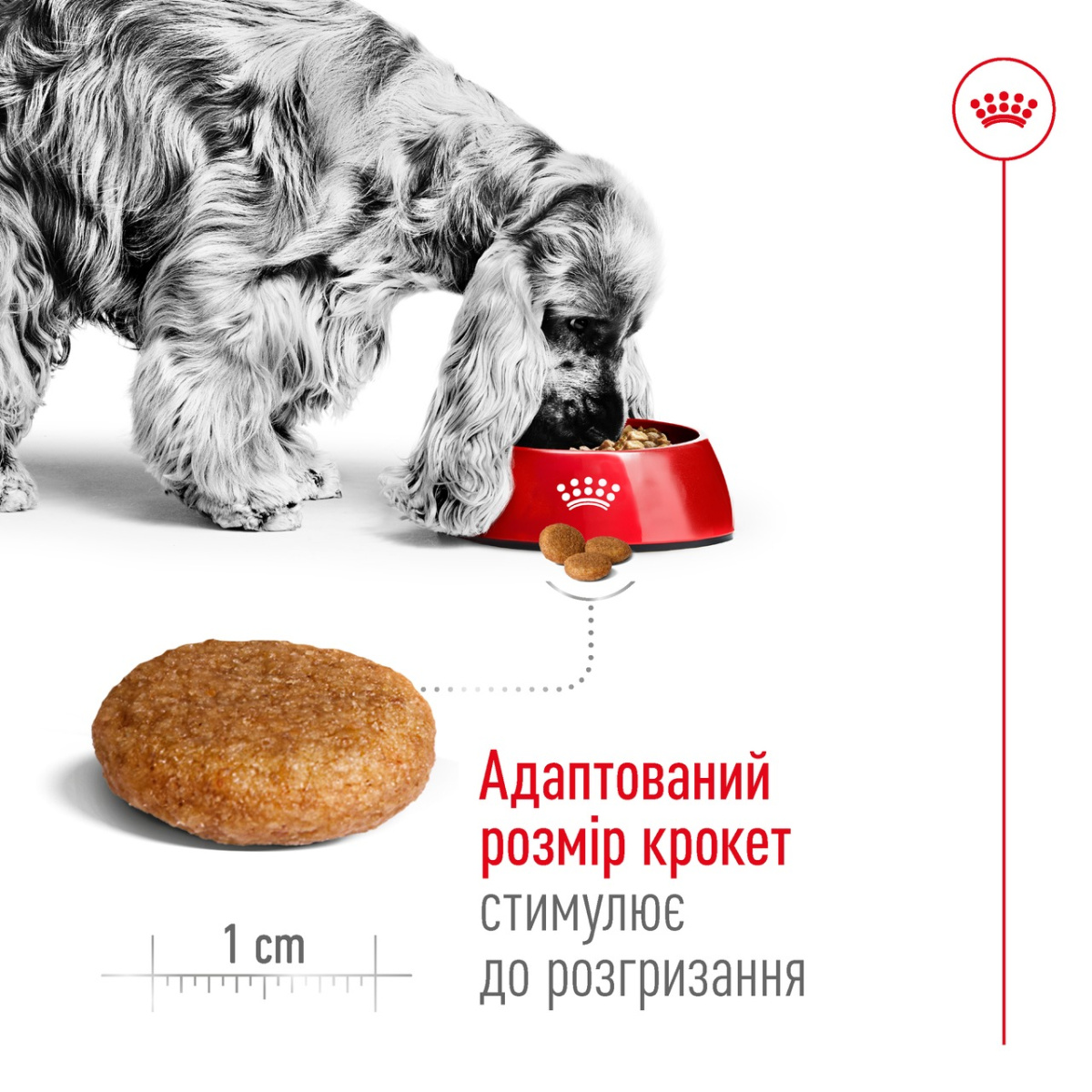 Сухой корм для собак средних пород в возрасте от 12 месяцев до 7 лет Royal Canin Medium Adult