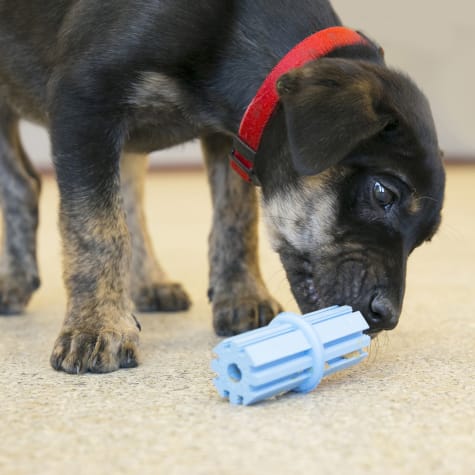Игрушка для щенков Успокаивающая Палочка для прорезывания зубов KONG Puppy Teething Stick Игрушка для щенков Успокаивающая Палочка для прорезывания зубов KONG Puppy Teething Stick