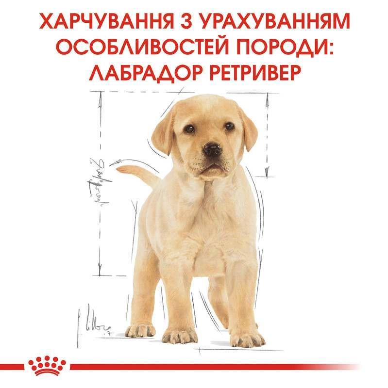 Сухий корм для цуценят породи Лабрадор до 15 місяців Royal Canin Labrador Retriever Puppy