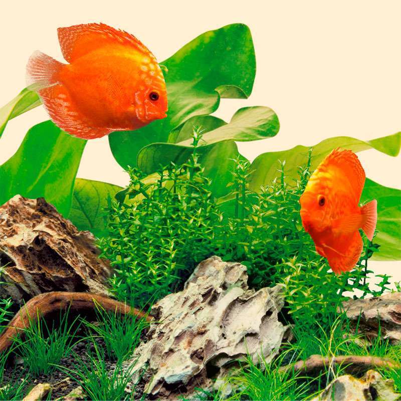 Світлодіодна лампа з теплим природнім світлом для прісноводного акваріума Juwel MultiLux LED Nature