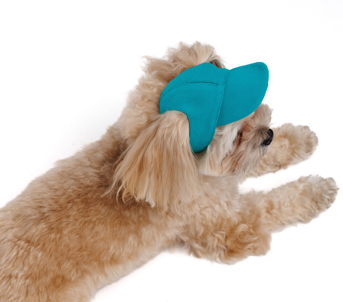 Кепка для собак Топаз Pet Fashion Dog Cap Topaz