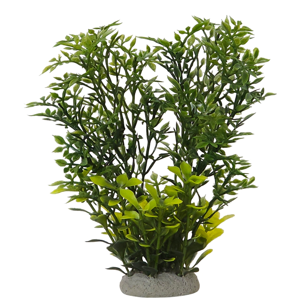 Декоративное растение для аквариума Солейролия Helzine Aqua Plant Nobby