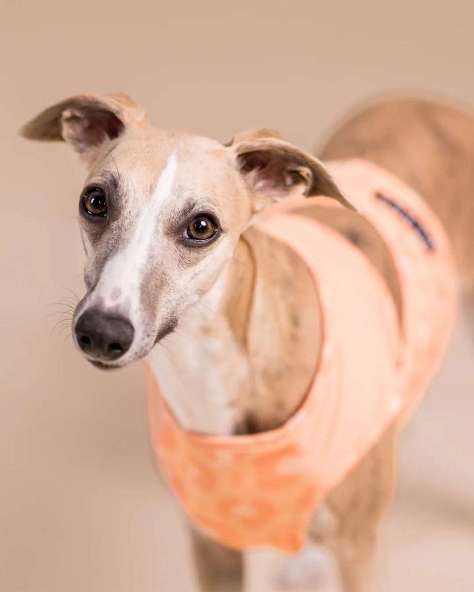 Охолоджуючий жилет для собак PAIKKA Cool Vest Peach