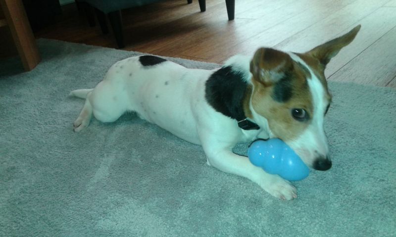 Игрушка для щенков Конг Развивающий для лакомств KONG Puppy Ball