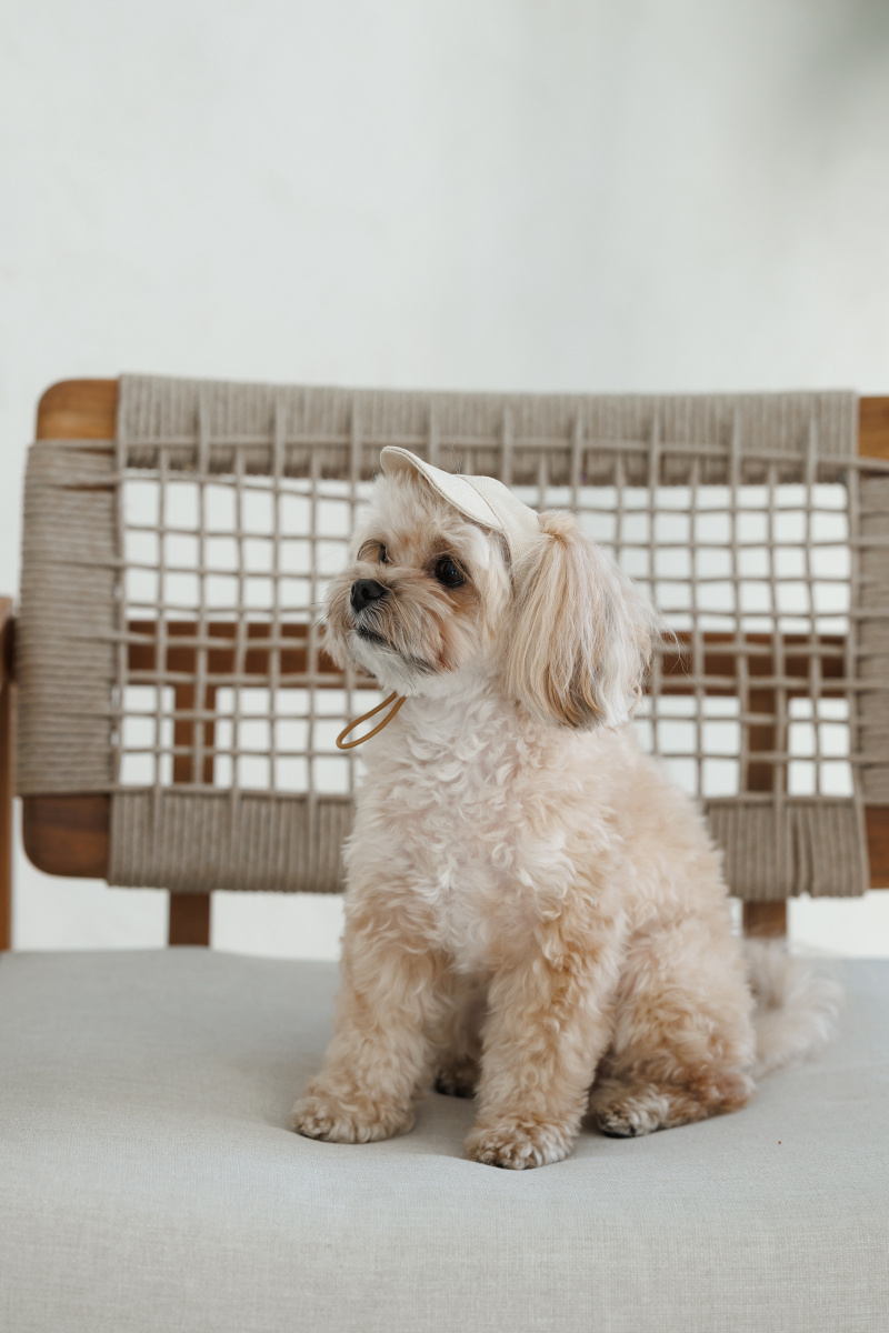 Кепка для собак Гламур Pet Fashion Dog Cap Glamor