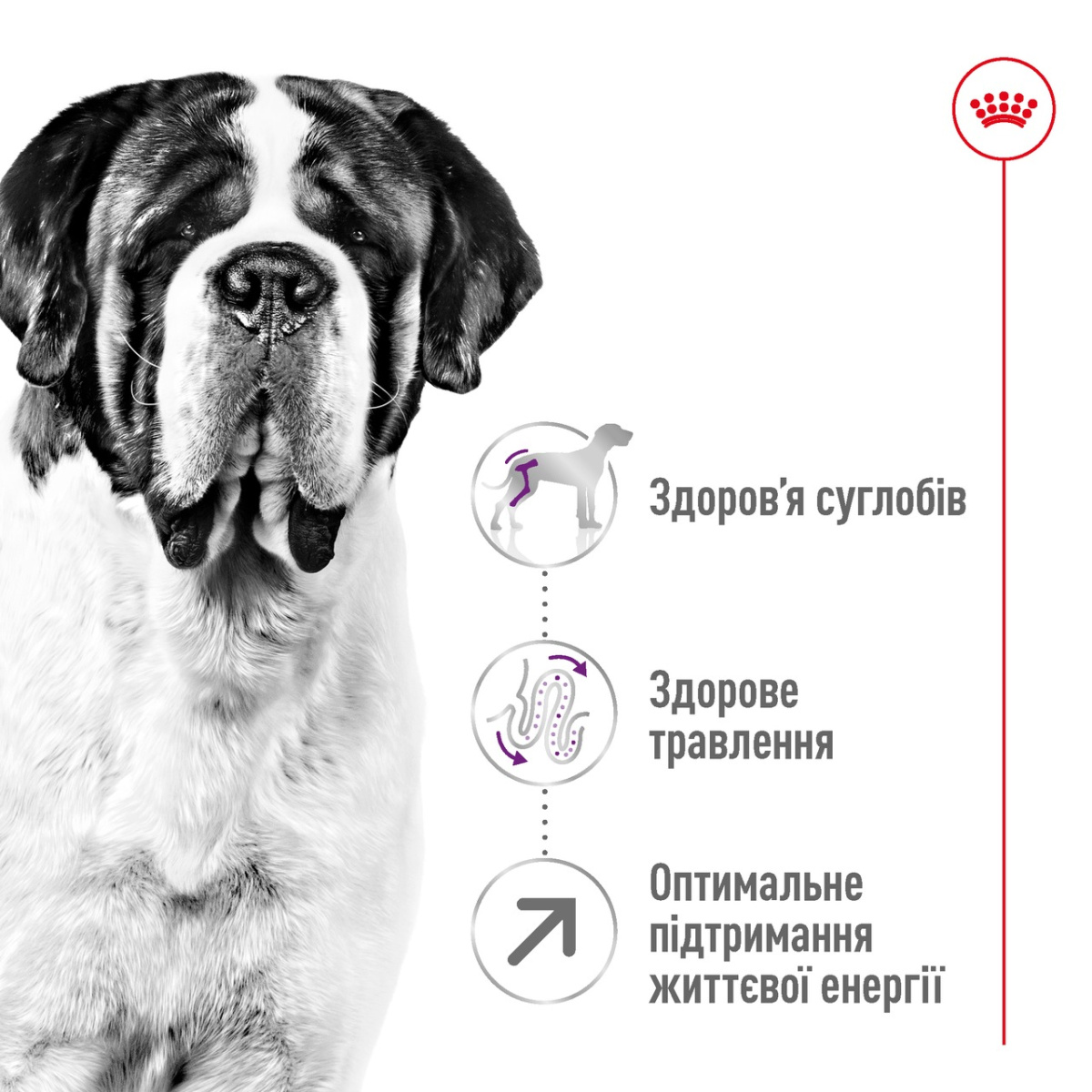 Сухий корм для собак гігантських порід віком від 24 місяців Royal Canin Giant Adult