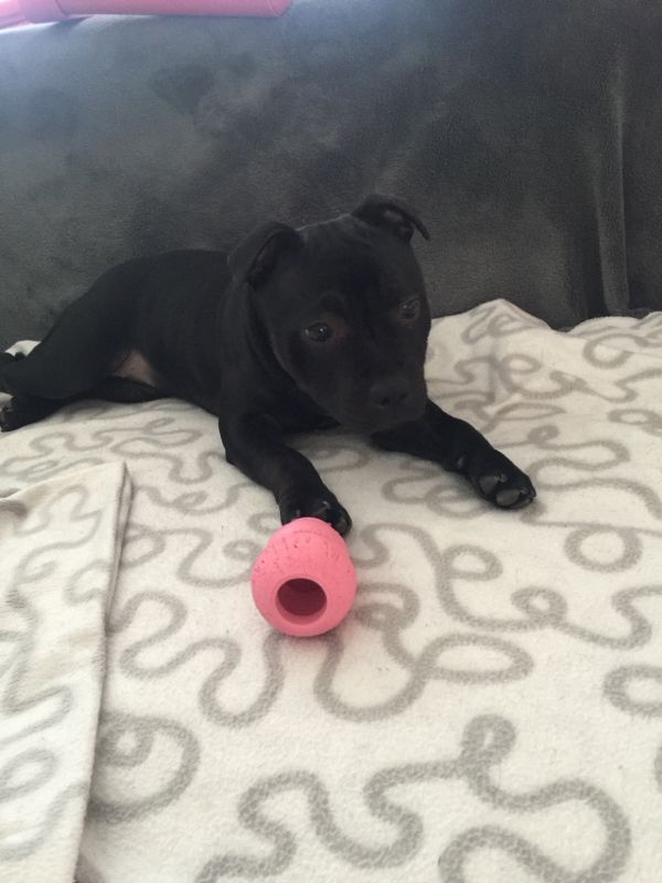 Игрушка для щенков Конг Развивающий для лакомств KONG Puppy Ball