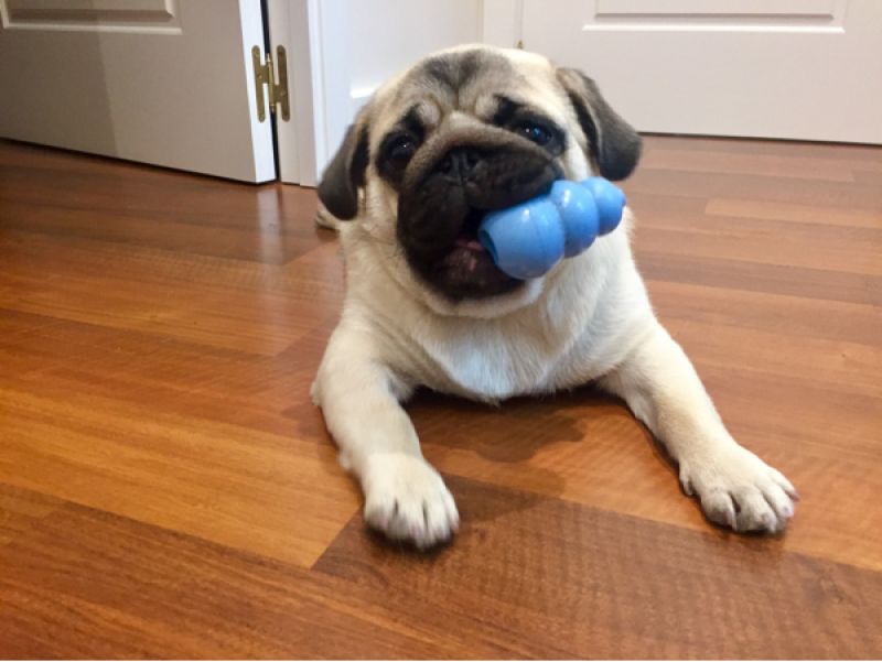 Игрушка для щенков Конг Развивающий для лакомств KONG Puppy Ball