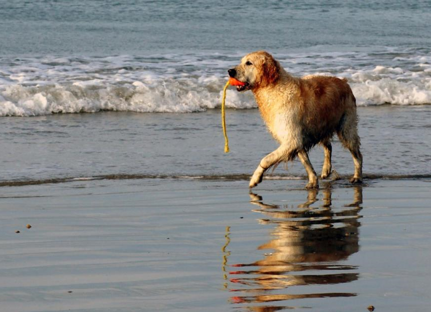 Игрушка для собак Плавающий Конг с канатом KONG Aqua