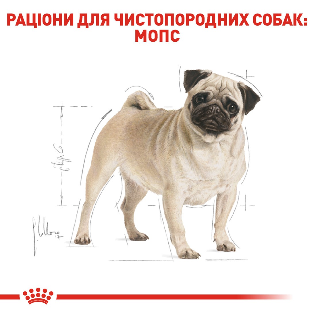Сухой корм для собак породы Мопс от 10 месяцев Royal Canin Pug Adult 