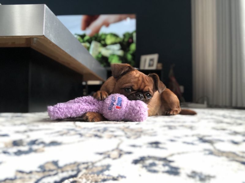Игрушка для собак Бесшумные Животные Вубба KONG Wubba Snugga Игрушка для собак Бесшумные Животные Вубба KONG Wubba Snugga