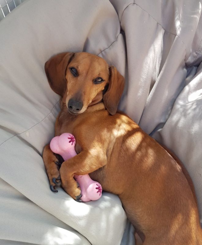 Игрушка для щенков Косточка для лакомств KONG Puppy Goodie Bone