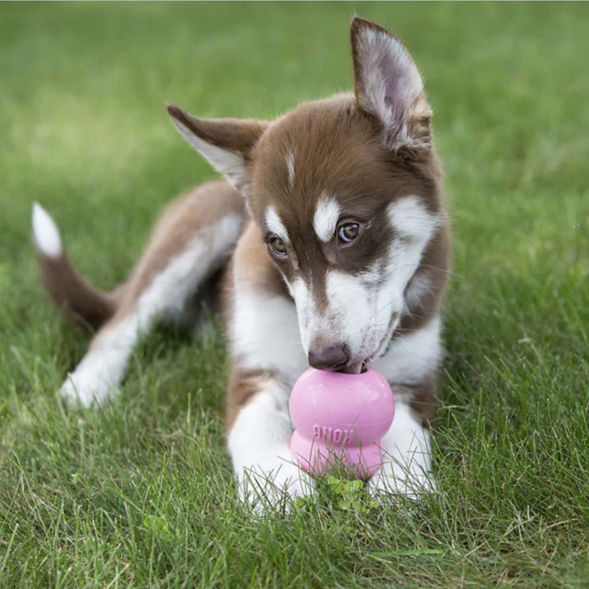 KONG Easy Treat Puppy Натуральні ласощі для цуценят Паста зі смаком Курячої печінки